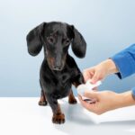 Pet First Aid Kit Essentials