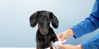 Pet First Aid Kit Essentials